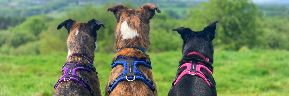 Perfect Fit Harness Available in Store Only Canine Craze Natural Pet Shop