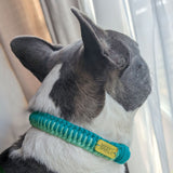 Make Your Own Dog Collar Craft Kit - MINT