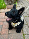 Rugged Rover™ Harness - Bee-utiful Summer
