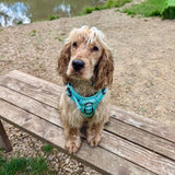 Rugged Rover™ Harness - Pastel Mint Green