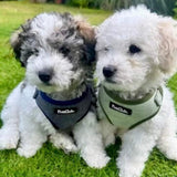 Tweed Adjustable Harness - Sage