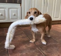 Rabbit Skin with Fur